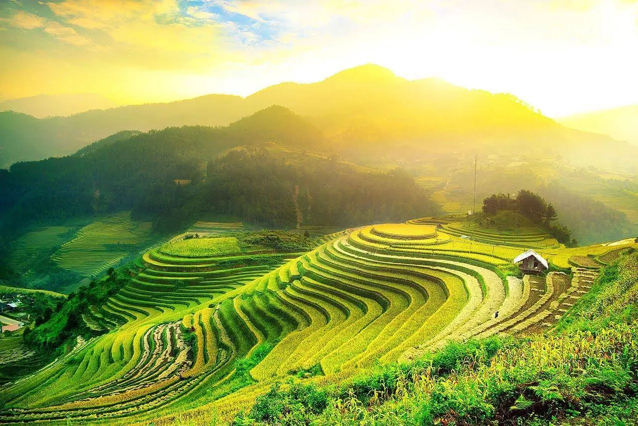 Kinh nghiệm săn l&uacute;a ở Sapa m&ugrave;a l&uacute;a ch&iacute;n v&agrave;ng ươm 3