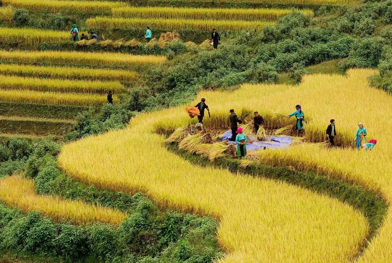 Kinh nghiệm săn l&uacute;a ở Sapa m&ugrave;a l&uacute;a ch&iacute;n v&agrave;ng ươm 4