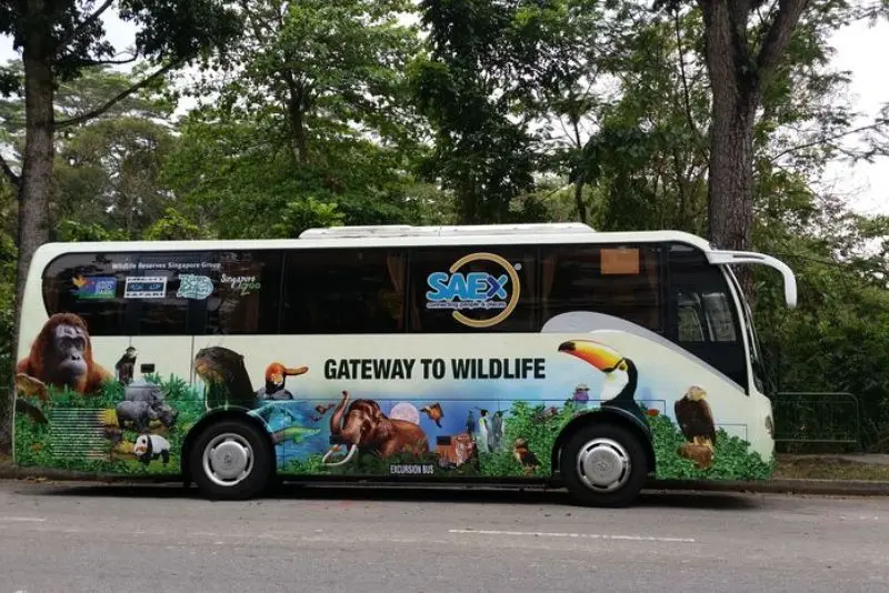 Đến Singapore Zoo thăm hai bạn 'quốc bảo' gấu tr&uacute;c đ&aacute;ng y&ecirc;u 3
