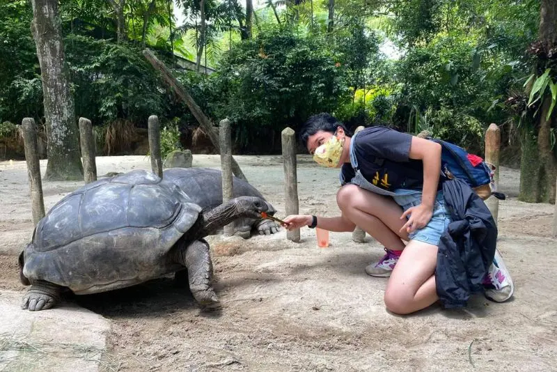 Đến Singapore Zoo thăm hai bạn 'quốc bảo' gấu tr&uacute;c đ&aacute;ng y&ecirc;u 5