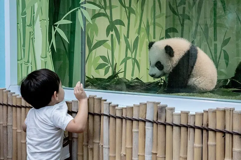 Đến Singapore Zoo thăm hai bạn 'quốc bảo' gấu tr&uacute;c đ&aacute;ng y&ecirc;u 6