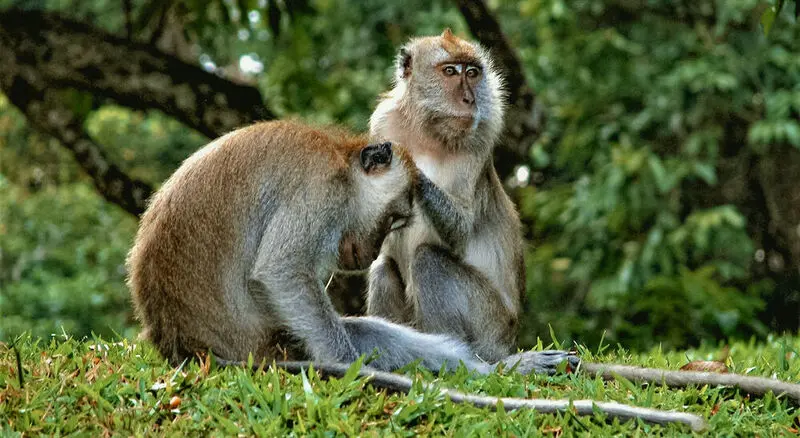Kh&aacute;m ph&aacute; mảng xanh Bukit Timah giữa l&ograve;ng Singapore 5