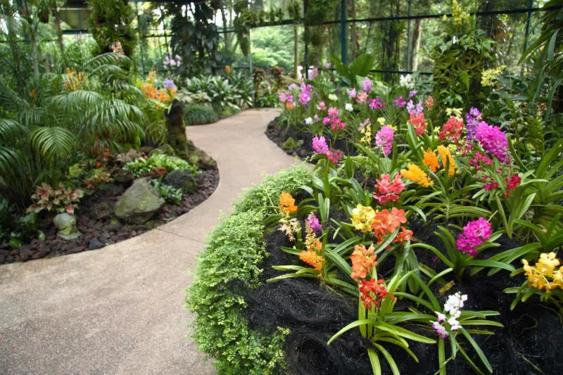 Lạc v&agrave;o Vườn lan Singapore đẹp tựa ti&ecirc;n cảnh chốn nh&acirc;n gian 2