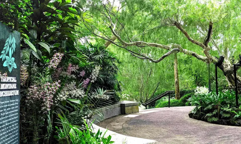 Lạc v&agrave;o Vườn lan Singapore đẹp tựa ti&ecirc;n cảnh chốn nh&acirc;n gian 3