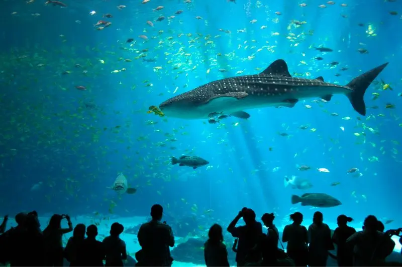 Vui chơi thỏa th&iacute;ch tại Đảo Sentosa, thi&ecirc;n đường du lịch ch&acirc;u &Aacute; 4