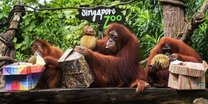 Gợi &yacute; lịch tr&igrave;nh tour Singapore 4 ng&agrave;y 3 đ&ecirc;m l&yacute; tưởng nhất 10