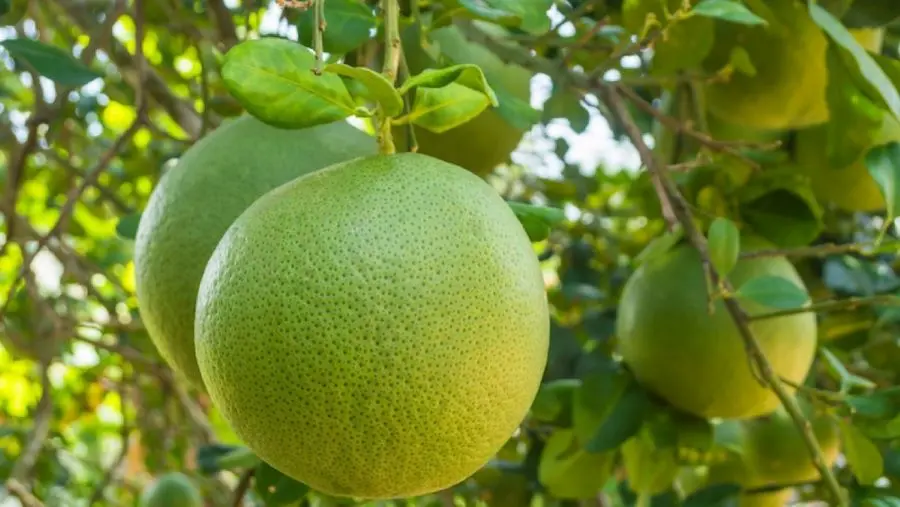 Bưởi Năm Roi Kế Th&agrave;nh với triển vọng phủ s&oacute;ng thị trường trong lẫn ngo&agrave;i nước 3
