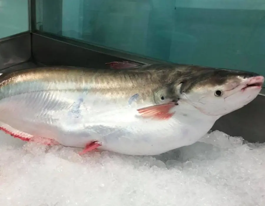 Canh chua c&aacute; b&ocirc;ng lau C&ugrave; Lao Dung, m&oacute;n ăn d&acirc;n d&atilde; miền s&ocirc;ng nước 2