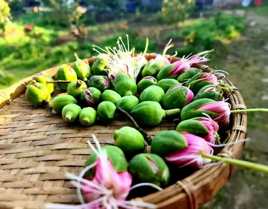 Đặc sản hoa thủy liễu chấm mắm c&aacute; mề g&agrave; ngon nức tiếng S&oacute;c Trăng 3