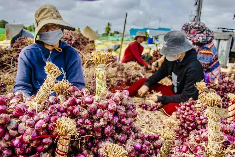 H&agrave;nh t&iacute;m Vĩnh Ch&acirc;u, n&ocirc;ng sản nổi tiếng của tỉnh S&oacute;c Trăng 3