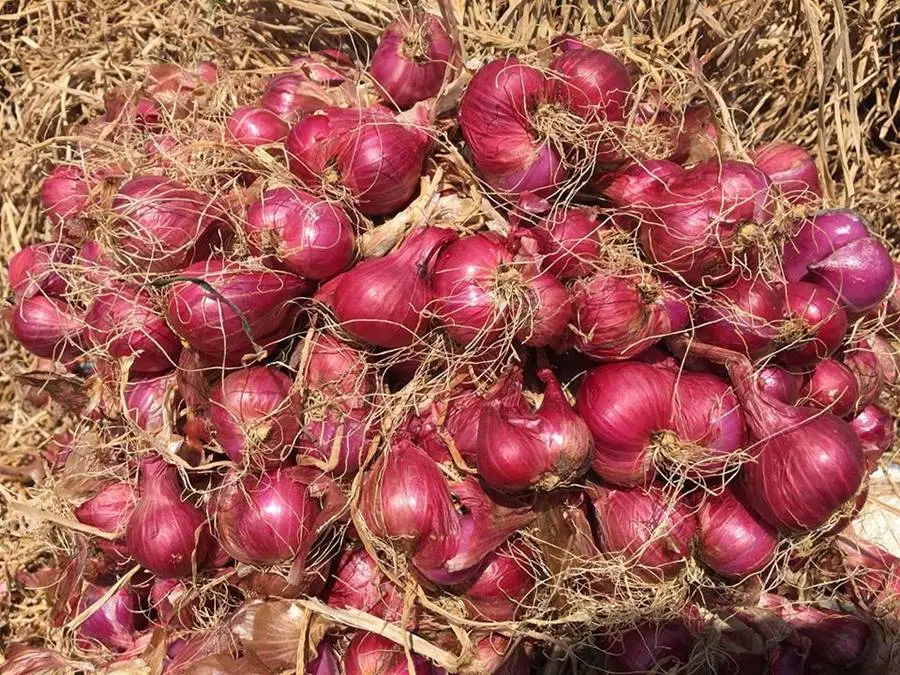 H&agrave;nh t&iacute;m Vĩnh Ch&acirc;u, n&ocirc;ng sản nổi tiếng của tỉnh S&oacute;c Trăng 4