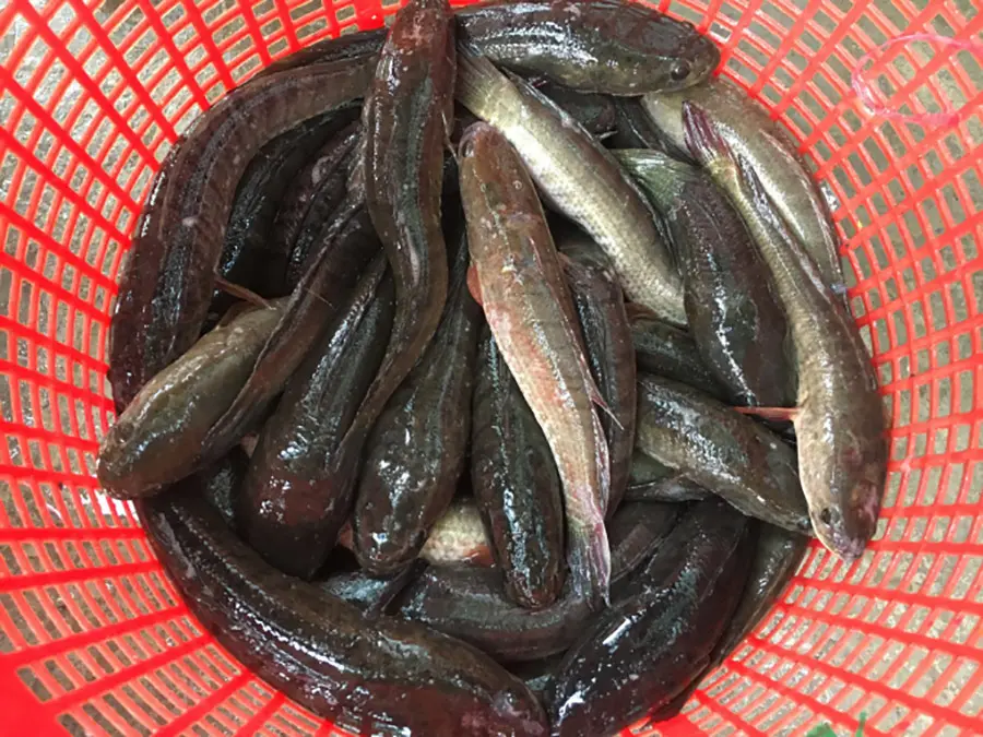 Mắm cá lóc đồng Ngã Năm và hương vị khiến bao người thương nhớ 3