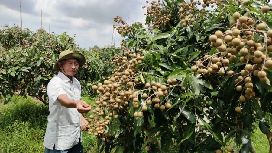 Nh&atilde;n xuồng cơm v&agrave;ng Vĩnh Ch&acirc;u, vị ngọt ng&agrave;o nhớ m&atilde;i kh&ocirc;ng qu&ecirc;n 3