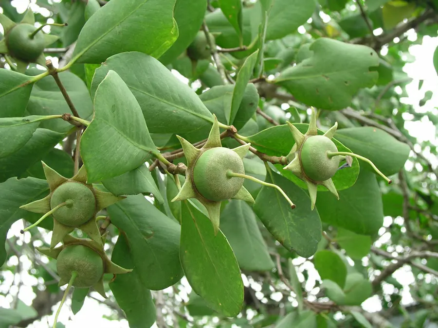 Nước cốt bần C&ugrave; Lao Dung, nguy&ecirc;n liệu kh&ocirc;ng thể thiếu cho bữa cơm ngon 2