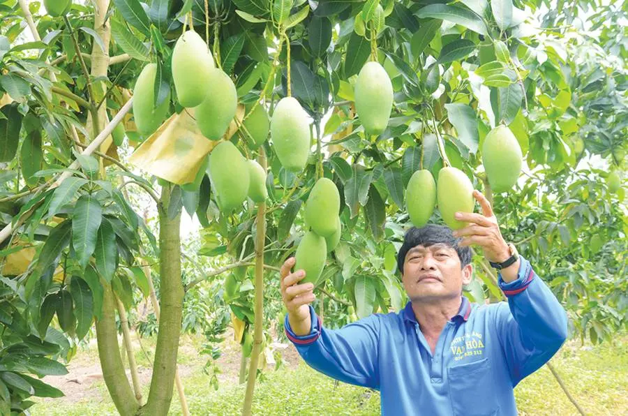 Thưởng thức xo&agrave;i C&aacute;t Chu S&oacute;c Trăng, đặc sản miền T&acirc;y Nam Bộ 3