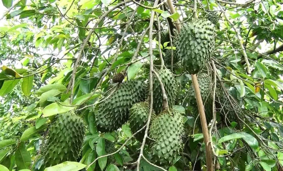 Tr&agrave; M&atilde;ng Cầu Cẩm Thiều Ng&atilde; Năm với hương vị thanh m&aacute;t, đậm đ&agrave; 2
