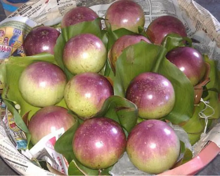 V&uacute; sữa t&iacute;m Xu&acirc;n H&ograve;a ngọt lịm, thanh tao bạn n&ecirc;n thưởng thức 2