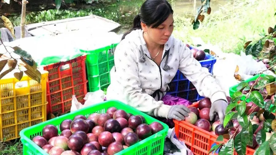 V&uacute; sữa t&iacute;m Xu&acirc;n H&ograve;a ngọt lịm, thanh tao bạn n&ecirc;n thưởng thức 3