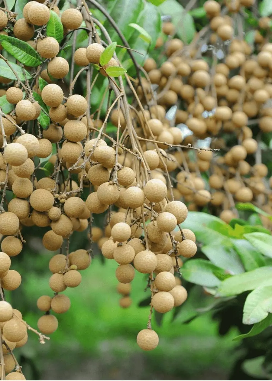 Nhãn xuồng cơm vàng Vĩnh Châu, vị ngọt ngào nhớ mãi không quên