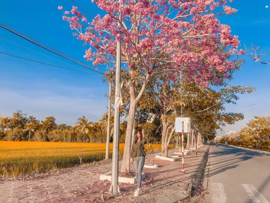 Rực rỡ mùa hoa kèn hồng ở Sóc Trăng đua nhau nở rộ 4