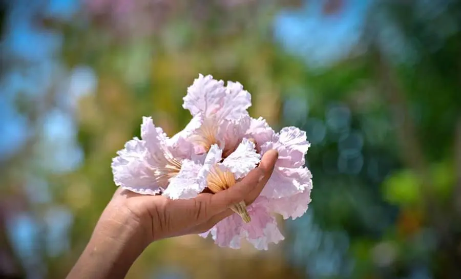 Rực rỡ mùa hoa kèn hồng ở Sóc Trăng đua nhau nở rộ 2