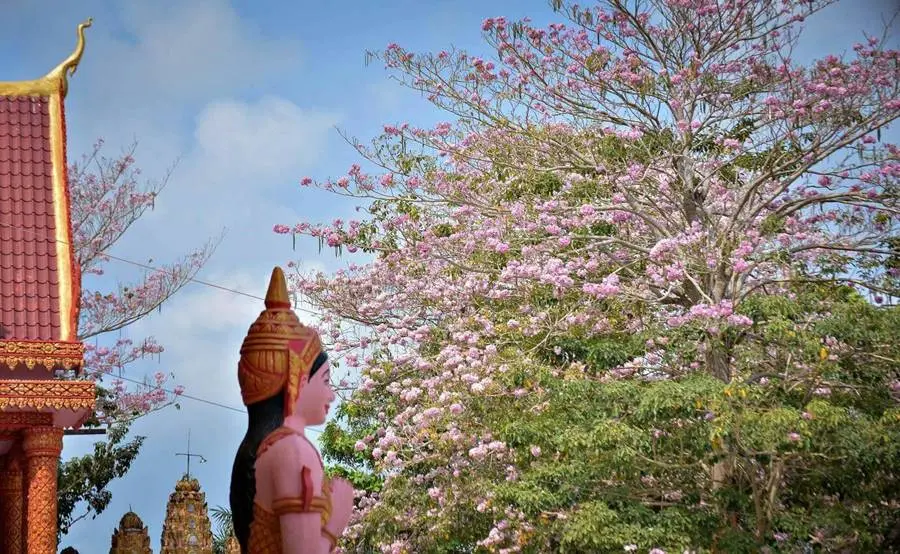 Rực rỡ mùa hoa kèn hồng ở Sóc Trăng đua nhau nở rộ 5