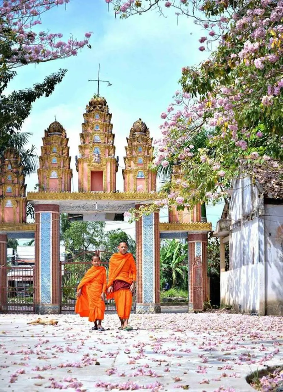 Rực rỡ mùa hoa kèn hồng ở Sóc Trăng đua nhau nở rộ 6