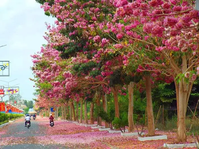 Gợi &yacute; lịch tr&igrave;nh kh&aacute;m ph&aacute; S&oacute;c Trăng 1 ng&agrave;y vui chơi qu&ecirc;n lối về 8