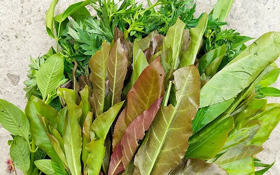 Thưởng thức Rau rừng T&acirc;y Ninh với hương vị d&acirc;n d&atilde; kh&oacute; qu&ecirc;n 2
