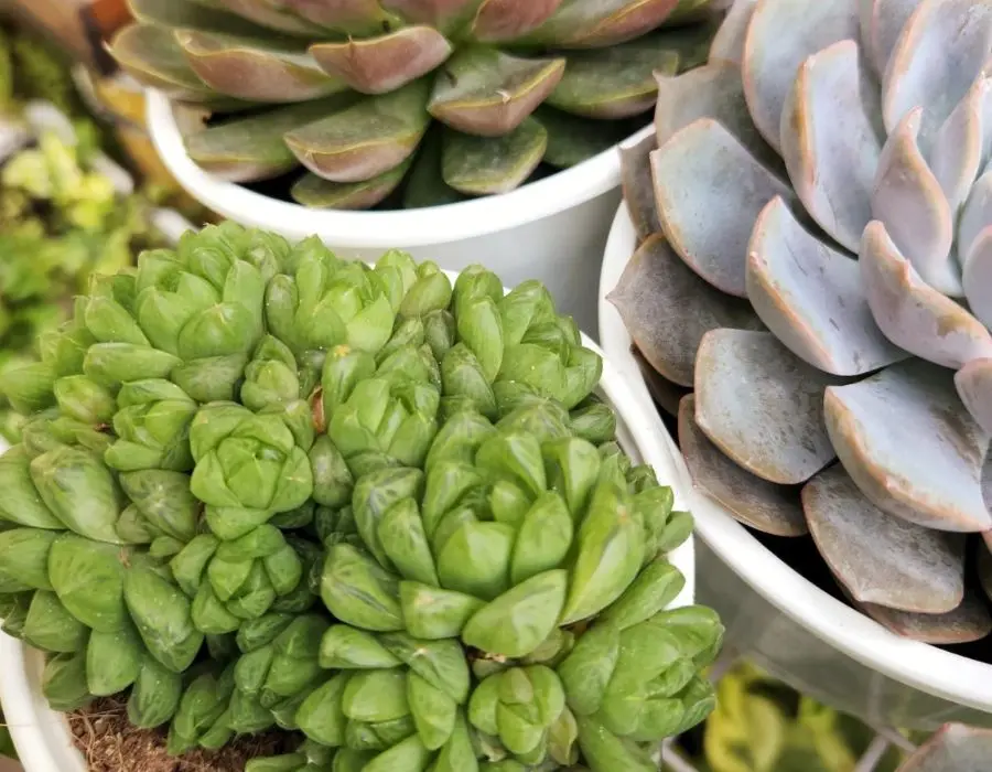 Tiệm cafe và cây Hiên Nắng, không gian cà phê xanh mát 5