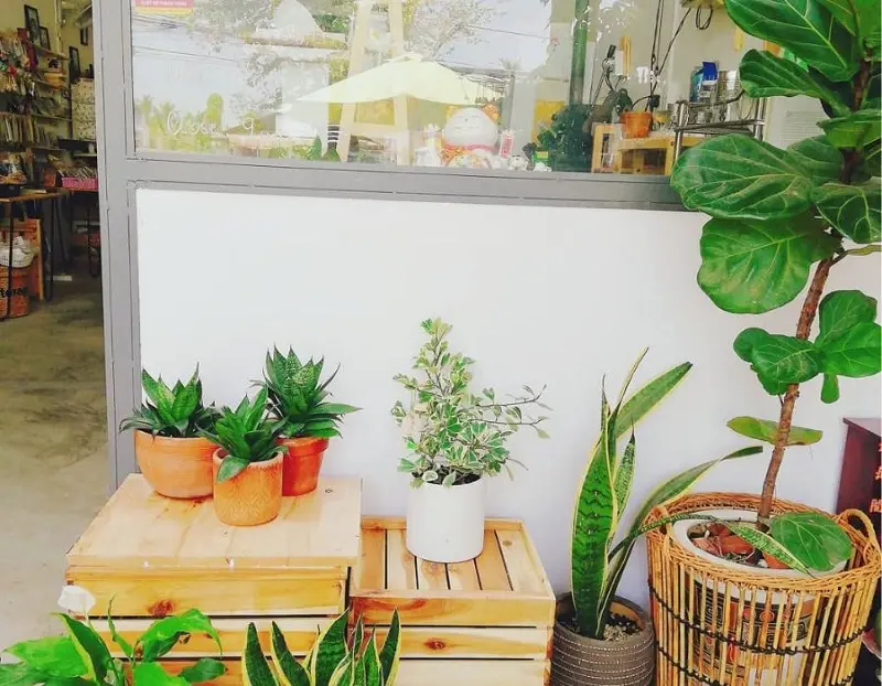 Tiệm cafe và cây Hiên Nắng, không gian cà phê xanh mát