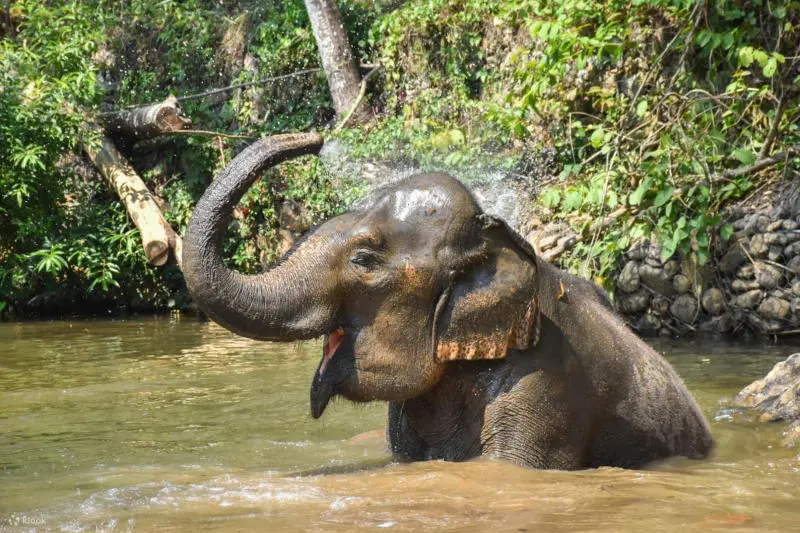 Bỏ túi kinh nghiệm du lịch Chiang Mai Tết Nguyên Đán này 7