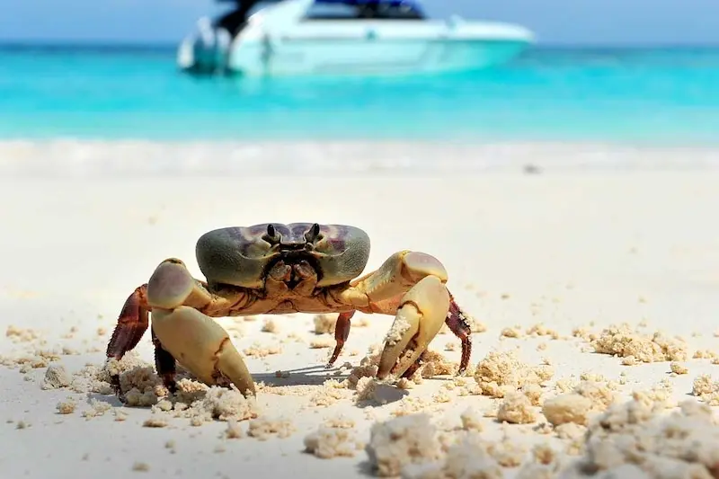 Koh Similan, thi&ecirc;n đường chốn hạ giới ngo&agrave;i khơi Th&aacute;i Lan 8
