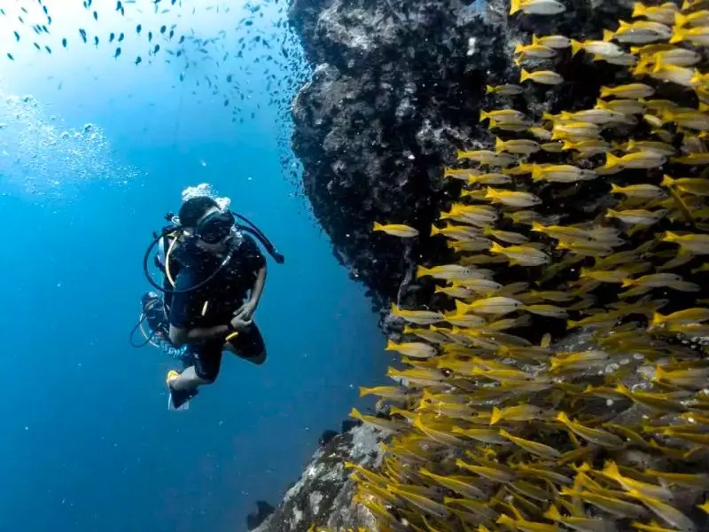 Koh Tao, điểm lặn biển nổi tiếng h&agrave;ng đầu Th&aacute;i Lan 4