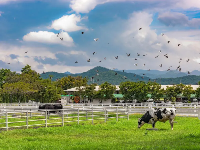 Review Khao Yai, c&ocirc;ng vi&ecirc;n quốc gia lớn thứ 3 Th&aacute;i Lan 8