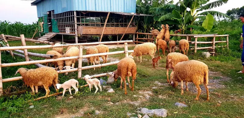 L&agrave;ng du lịch Y&ecirc;n Trung, điểm đến hấp dẫn của xứ Thanh y&ecirc;n b&igrave;nh 10