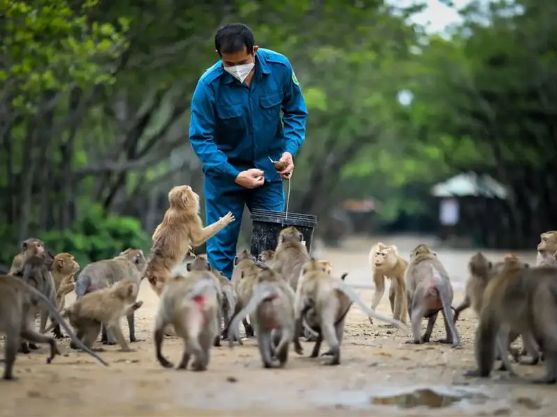 Đến Đảo khỉ Cần Giờ, trải nghiệm một ngày tại Hoa Quả Sơn 2