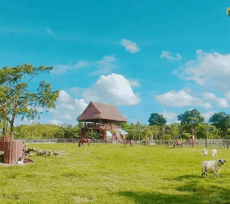 Đến N&ocirc;ng Trại Xanh vui chơi thỏa th&iacute;ch v&agrave; trổ t&agrave;i trồng rau 7