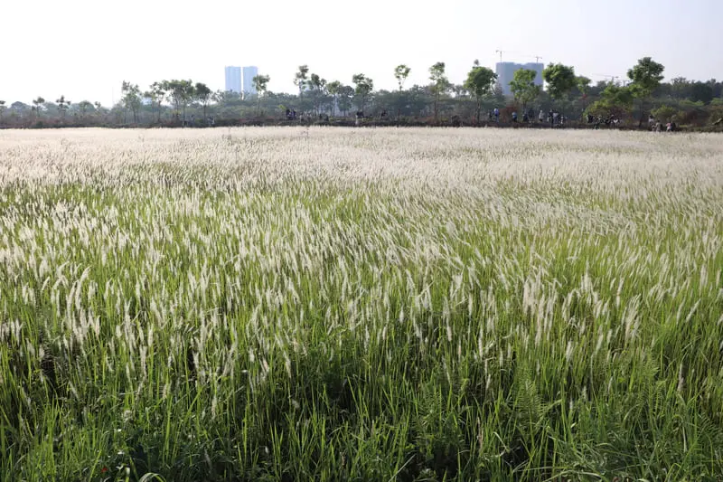 H&oacute;a n&agrave;ng thơ giữa Đồng cỏ lau L&agrave;ng Đại học th&agrave;nh phố 3