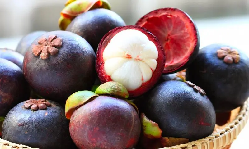 Kh&aacute;m ph&aacute; 9 vườn tr&aacute;i c&acirc;y Củ Chi đ&ocirc;ng kh&aacute;ch nhất hiện nay 3