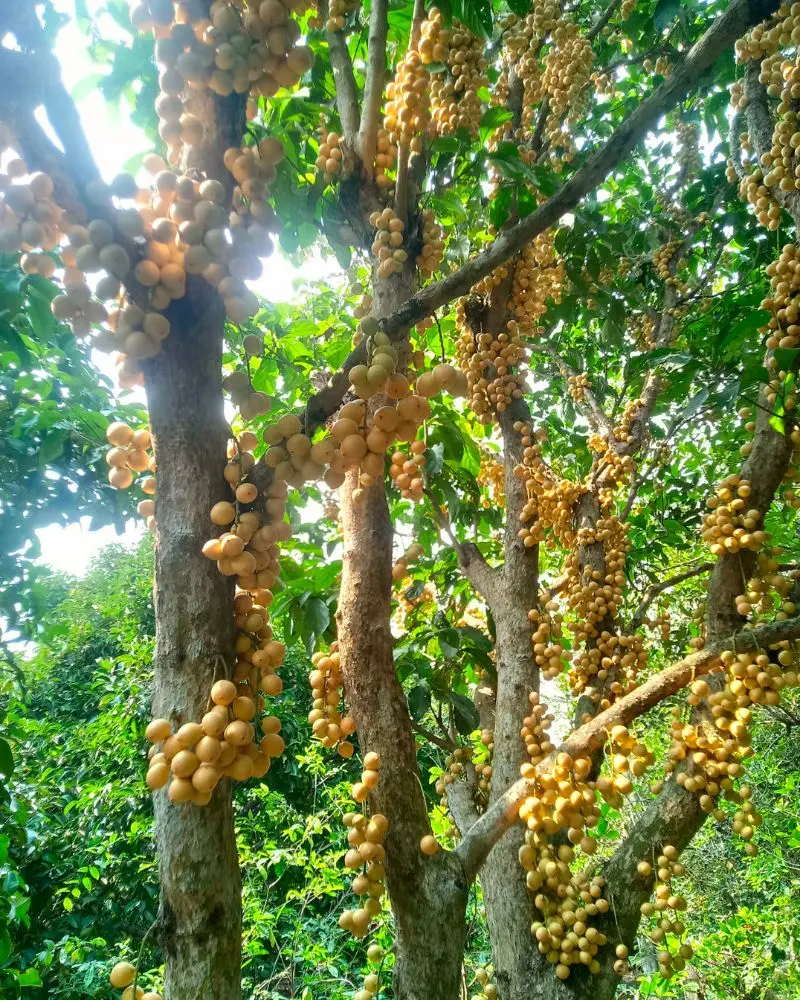 Kh&aacute;m ph&aacute; 9 vườn tr&aacute;i c&acirc;y Củ Chi đ&ocirc;ng kh&aacute;ch nhất hiện nay 7