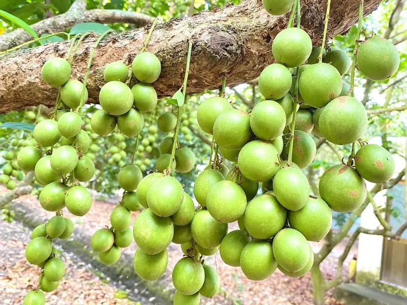Kh&aacute;m ph&aacute; 9 vườn tr&aacute;i c&acirc;y Củ Chi đ&ocirc;ng kh&aacute;ch nhất hiện nay 8
