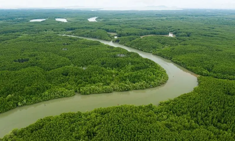 Khu dự trữ sinh quyển Rừng ngập mặn Cần Giờ, nơi tinh hoa thi&ecirc;n nhi&ecirc;n hội tụ 2
