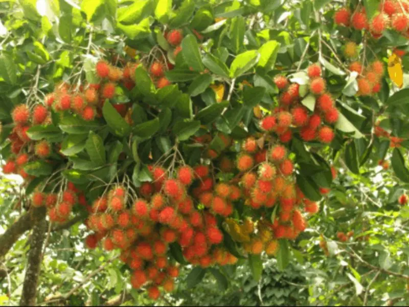 Top 7 vườn tr&aacute;i c&acirc;y gần S&agrave;i G&ograve;n - Thơm ngon, bổ, rẻ kh&ocirc;ng n&ecirc;n bỏ lỡ 4
