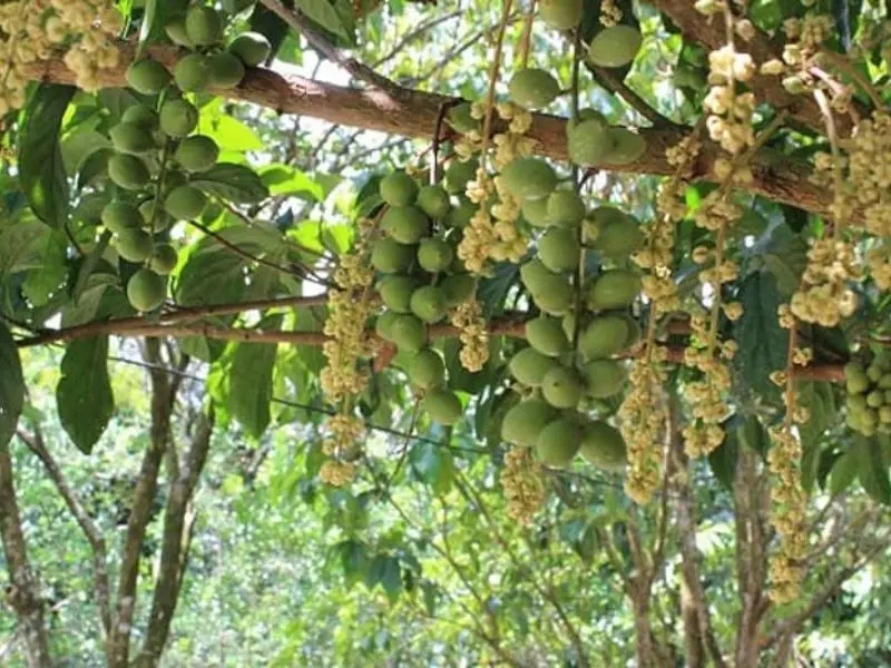 Top 7 vườn tr&aacute;i c&acirc;y gần S&agrave;i G&ograve;n - Thơm ngon, bổ, rẻ kh&ocirc;ng n&ecirc;n bỏ lỡ 3