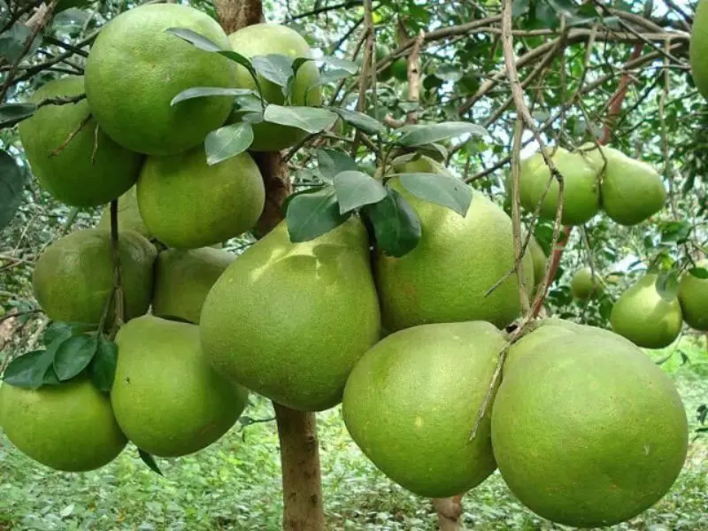 Top 7 vườn tr&aacute;i c&acirc;y gần S&agrave;i G&ograve;n - Thơm ngon, bổ, rẻ kh&ocirc;ng n&ecirc;n bỏ lỡ 5