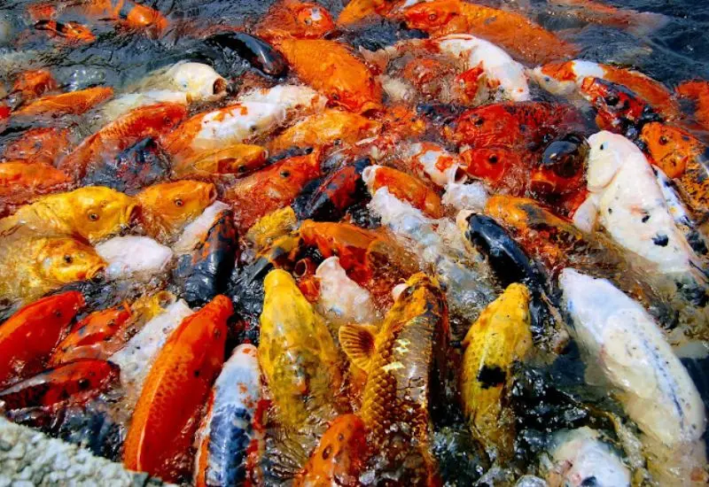 Kh&aacute;m ph&aacute; Oasis Cafe: Một g&oacute;c thi&ecirc;n nhi&ecirc;n giữa l&ograve;ng th&agrave;nh phố 4