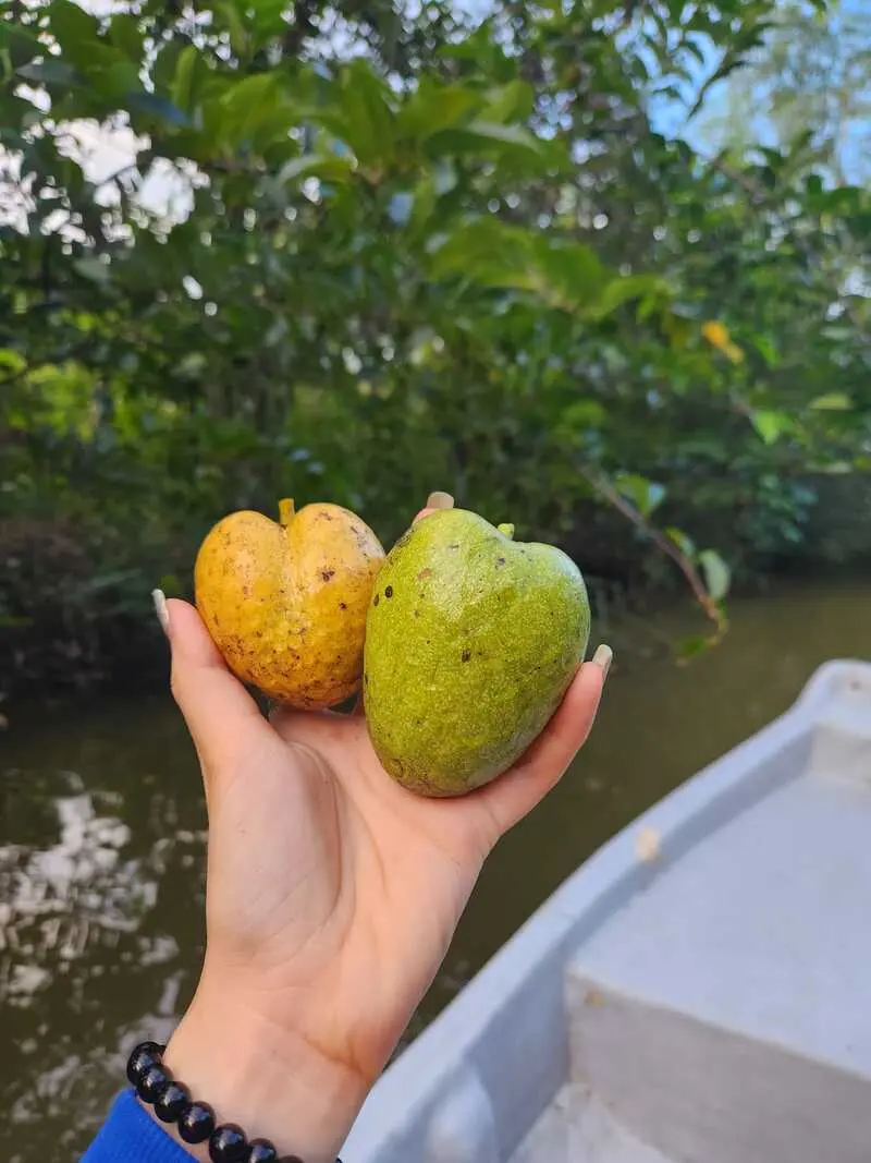 C&oacute; một Mimosa Farmstay y&ecirc;n b&igrave;nh nơi ngoại &ocirc; th&agrave;nh phố 7
