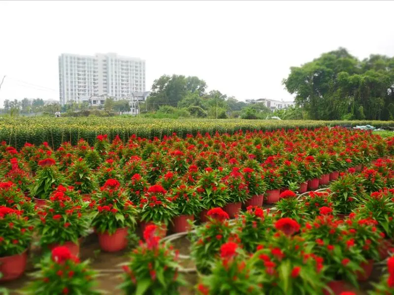 Top 10+ chợ hoa Tết Sài Gòn nổi tiếng nhộn nhịp bật nhất năm 2026 10