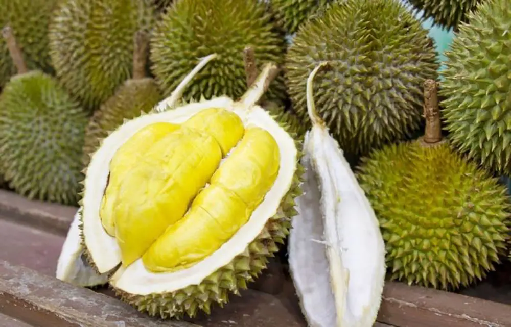 Sầu riêng Ngũ Hiệp và hương vị nức lòng người 2
